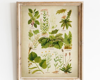 Printable Medicinal Herb Chart