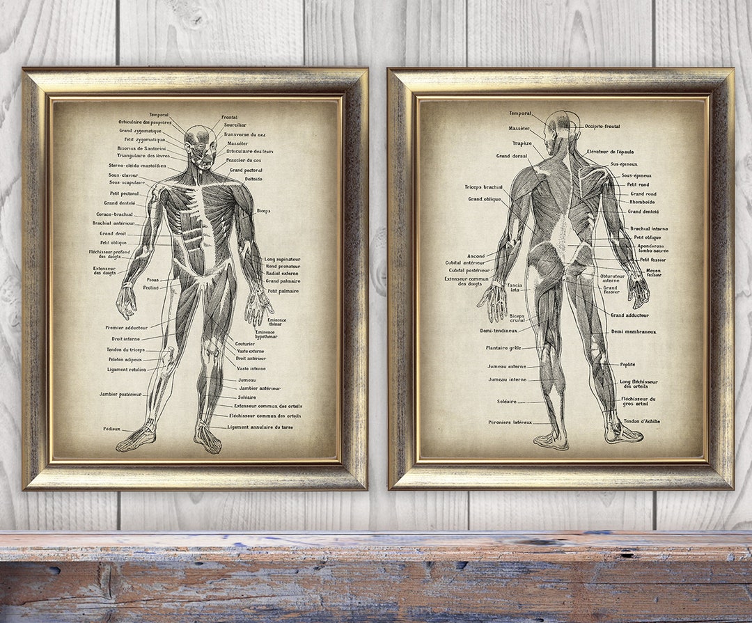 DOWNLOAD Anatomy Muscles Print SET of 2, Anatomical Black and White ...