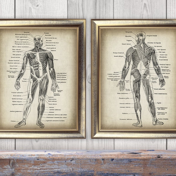 Human Anatomy Printable - Etsy