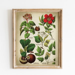 Impressão botânica, arte botânica vintage imprimível, ilustração de plantas medicinais de arte de flores, imagem de gráfico botânico de plantas de flores de tília