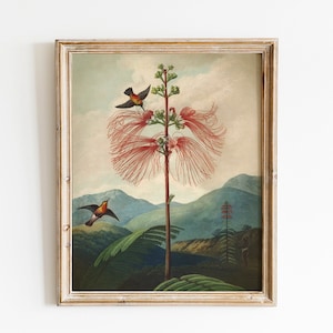 Impressão botânica, pintura de arte botânica vintage imprimível, ilustração de pássaros e flores, imagem botânica de planta sensível, botânica tropical
