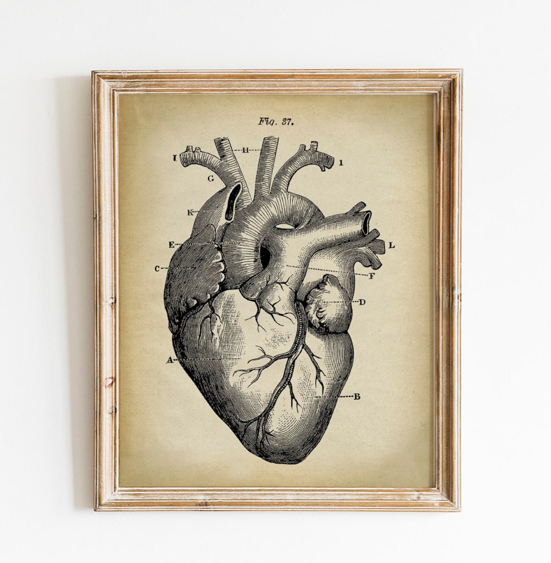 Vintage Heart Anatomy Print: Medical Illustration Art (digital Download ...
