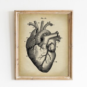 Herz medizinischer Druck, DRUCKBARE Vintage Illustration, menschliches Herz Anatomie Illustration, Wissenschaft Kunst, menschliche Anatomie, Arzt Geschenk, wissenschaftlich
