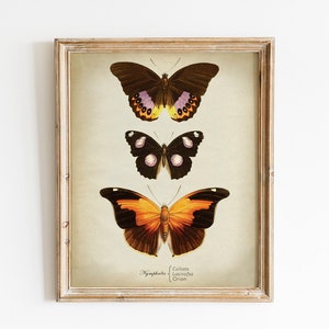 Printable Butterfly Print, Vintage Art Illustration INSTANT DOWNLOAD, Insect Wall Decor, Butterfly Chart Entomology Naturalist Wall Art