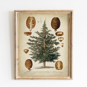 Cedar Tree Print, PRINTABLE Vintage Botanical Illustration, Botanical Print, Botanical Drawing Wall Art, Springtime Home Decor Nature