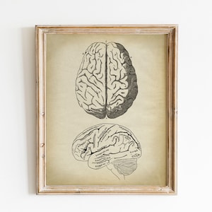 Brain Anatomy Print, PRINTABLE Vintage Illustration, Human Anatomy, Medical Science Art Diagram, Anatomical Drawing, Anatomy Chart