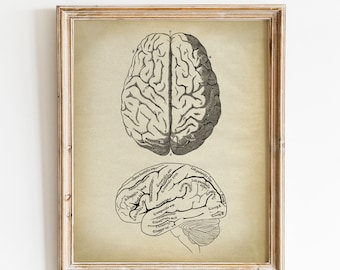 Brain Anatomy Print, PRINTABLE Vintage Illustration, Human Anatomy, Medical Science Art Diagram, Anatomical Drawing, Anatomy Chart