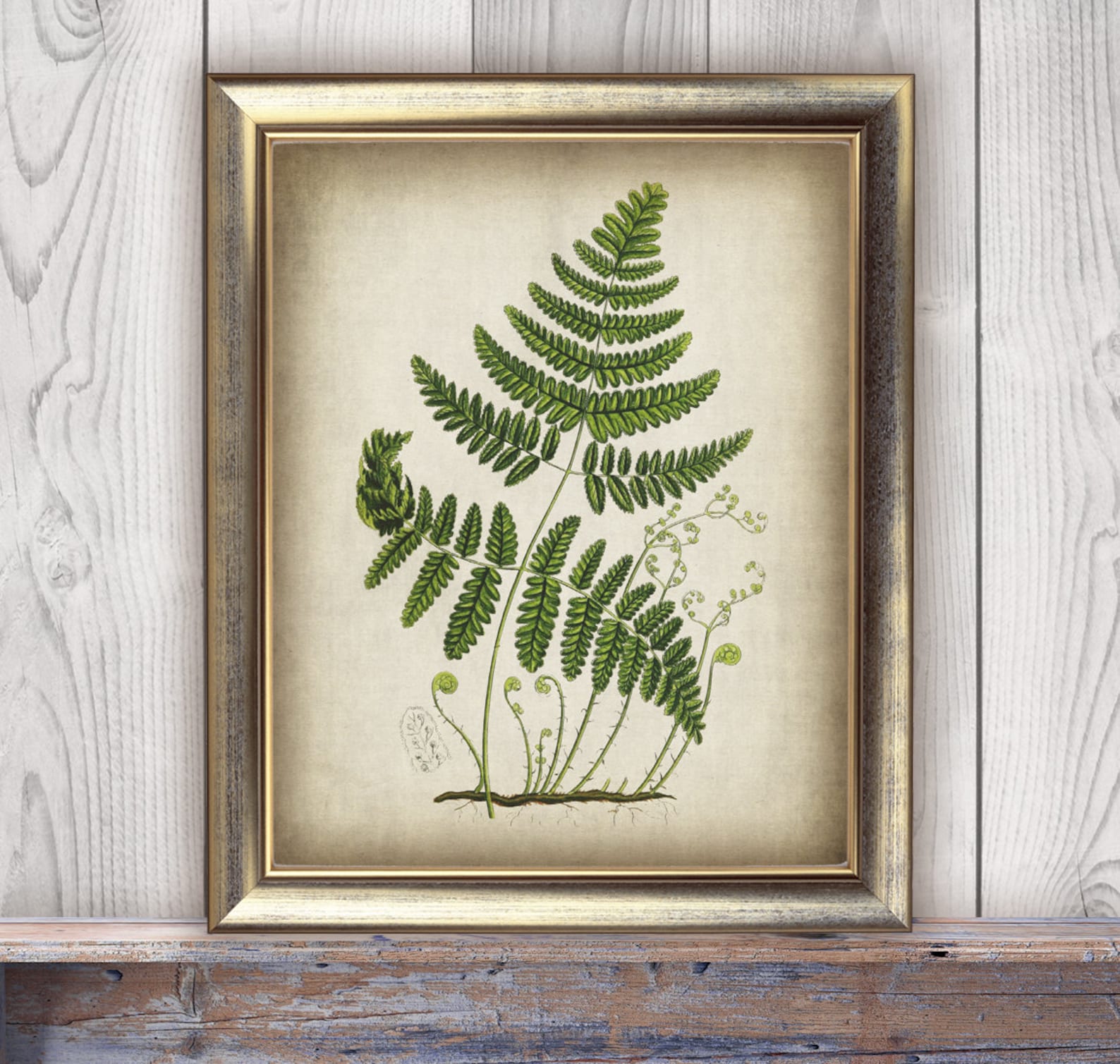 DOWNLOAD Botanical Fern Print SET of 6 Printable Print, Botanical Art ...