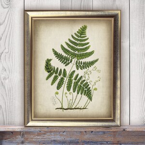 DOWNLOAD Botanical Fern Print SET of 6 Printable Print, Botanical Art ...