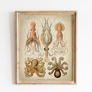 Octopus Print, PRINTABLE Vintage Art Illustration, Beach Home Wall Art, Haeckel Wall Decor, Antique Drawing, Marine Biology Naturalist