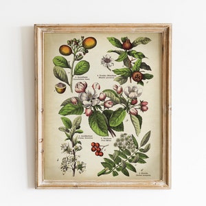 Impressão botânica, arte botânica vintage imprimível, ilustração de planta de flor de ameixa, imagem de gráfico botânico de plantas, ervas botânicas