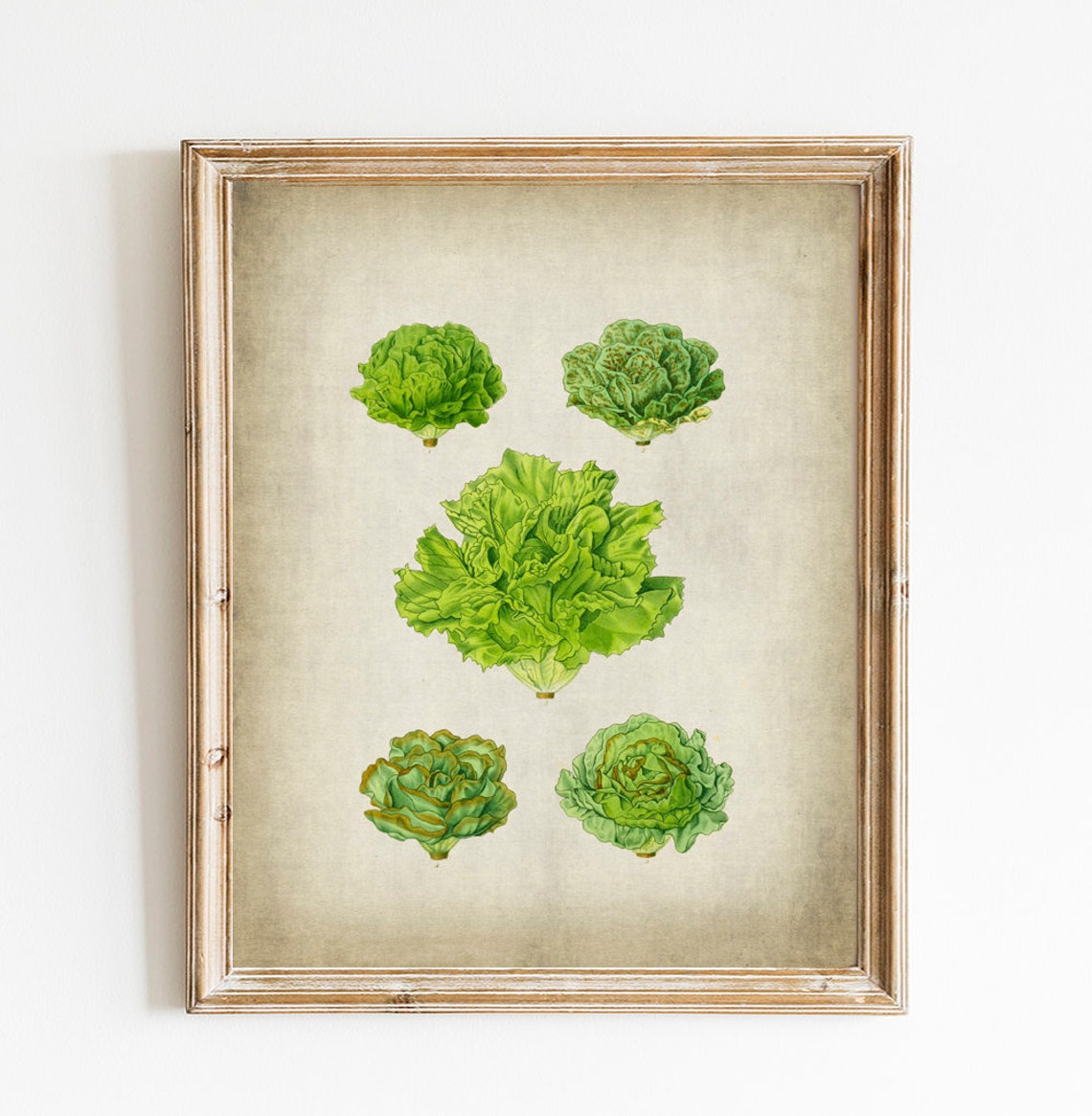 Lettuce Print PRINTABLE Lettuce Print Vegetables Etsy lettuce-print-printable-lettuce-print-vegetables-etsy