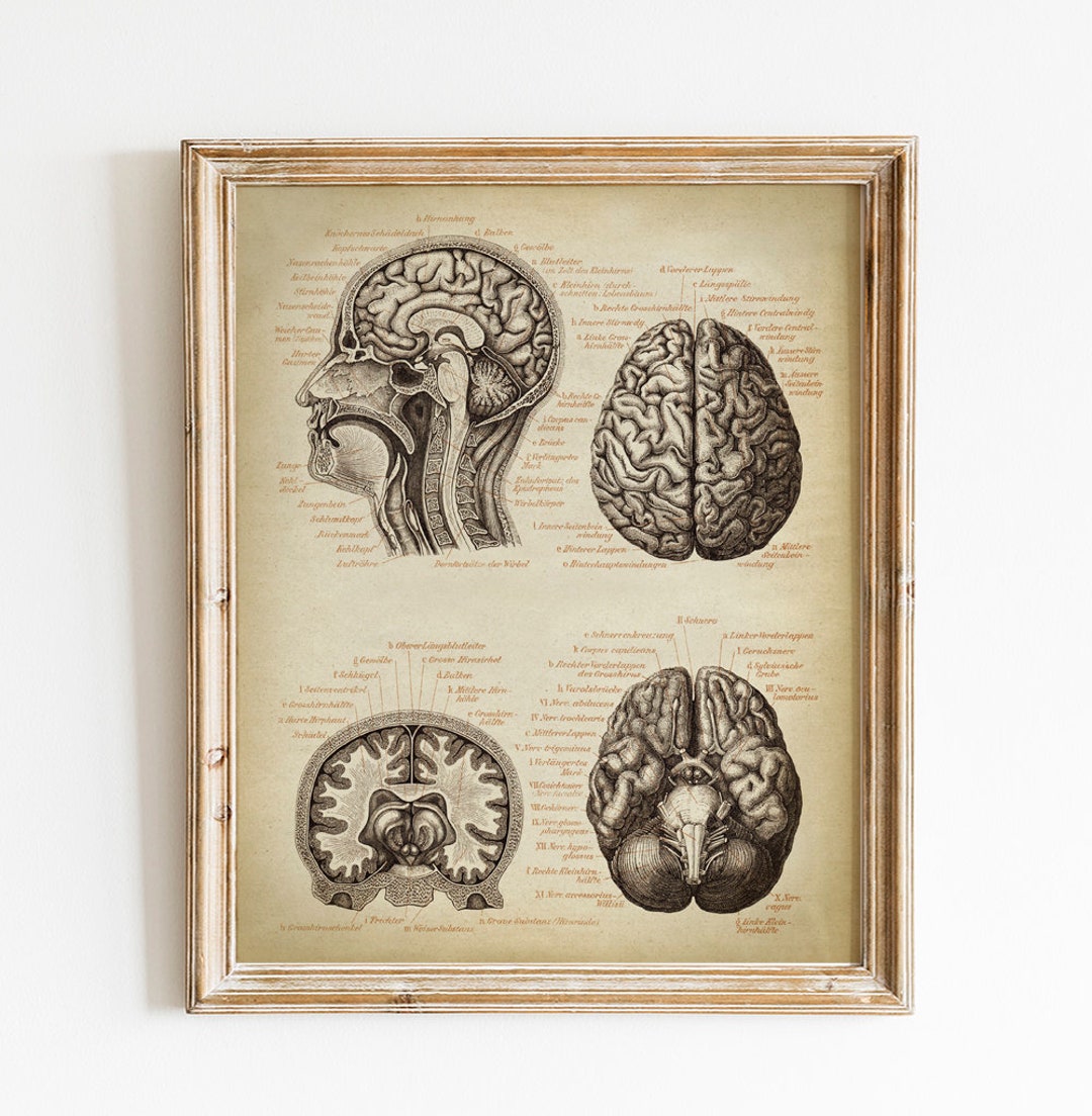 Buy Brain Medical Print, PRINTABLE Vintage Illustration, Human Head ...