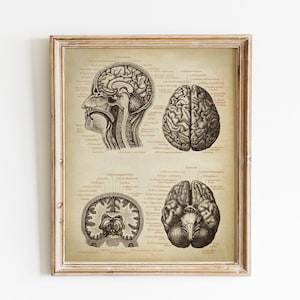 Brain Medical Print, PRINTABLE Vintage Illustration, Human Head Anatomy Illustration, Neurology Science Art, Human Anatomy, Doctor Gift Art