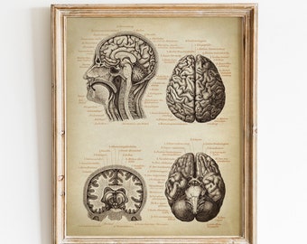 Brain Medical Print, PRINTABLE Vintage Illustration, Human Head Anatomy Illustration, Neurology Science Art, Human Anatomy, Doctor Gift Art