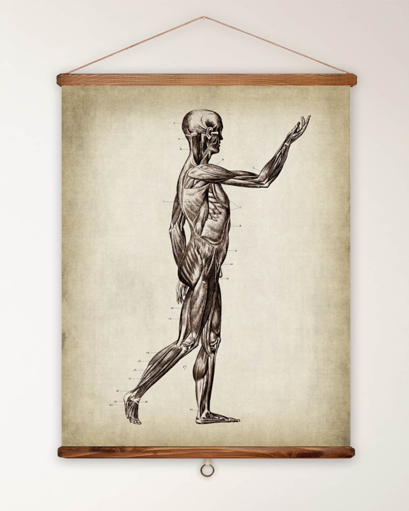 PRINTABLE Large Vintage Anatomy Poster Set of 6 16x20, Anatomy Prints