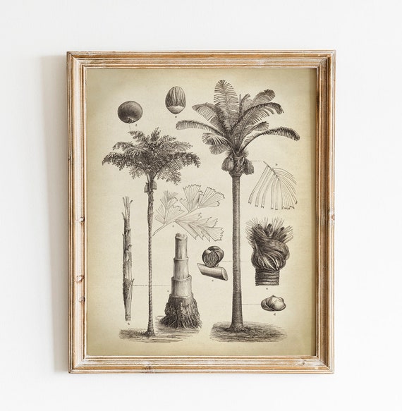 75 Vintage Art Print//Poster Botanical Herb Medicinal Palm Coconut