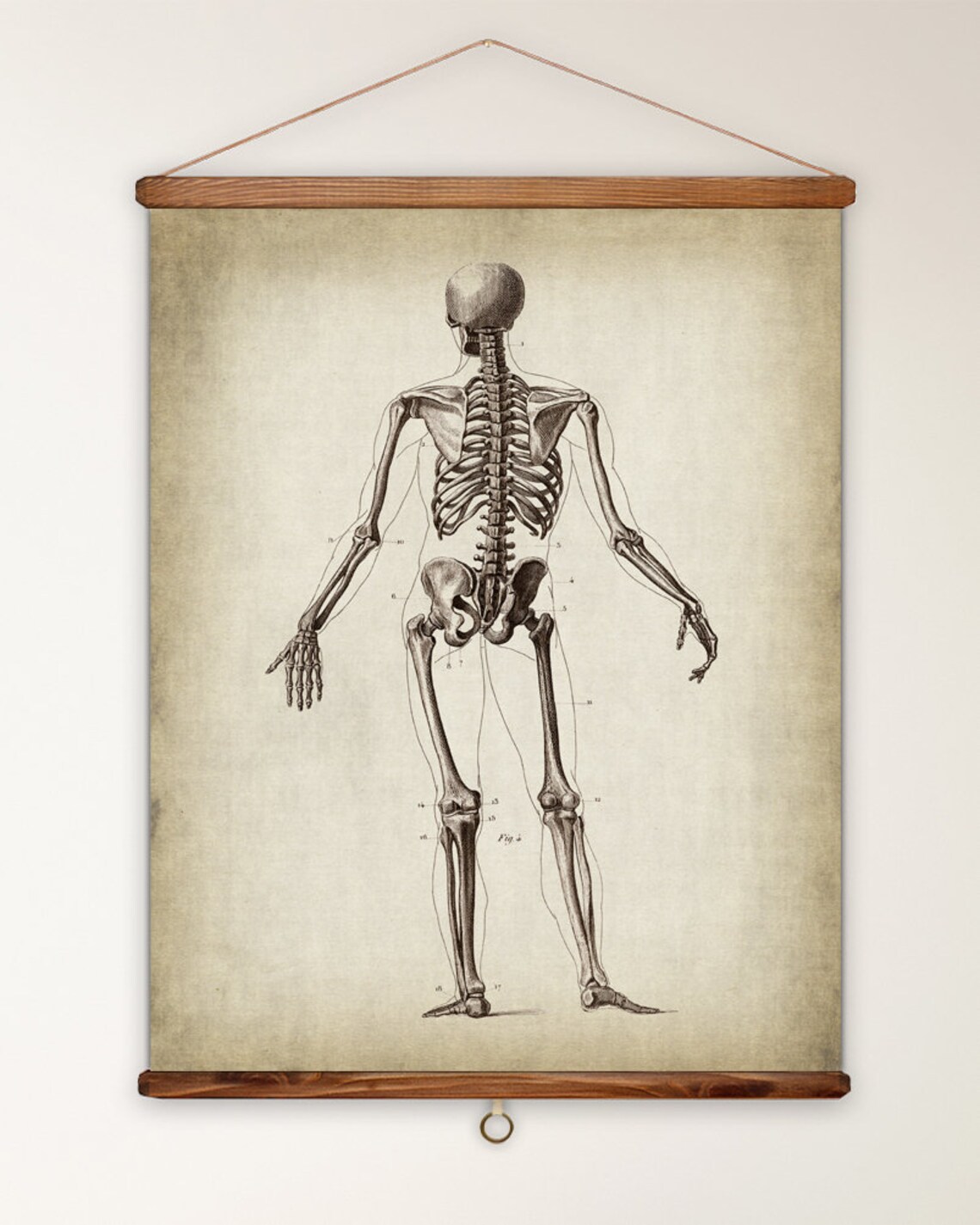 PRINTABLE Large Vintage Skeleton Poster, Anatomy Print, Vintage Anatomy ...