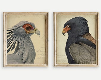BIRD Print SET of 2 PRINTABLE, bird Illustration, secretary bird and eagle, Instant download Wall art
