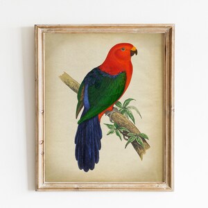 Printable Parrot Print, Instant Download Vintage Art, Jungle Forest Bird, Multicolored Parrots, Fauna Illustration, Naturalist Wall Art