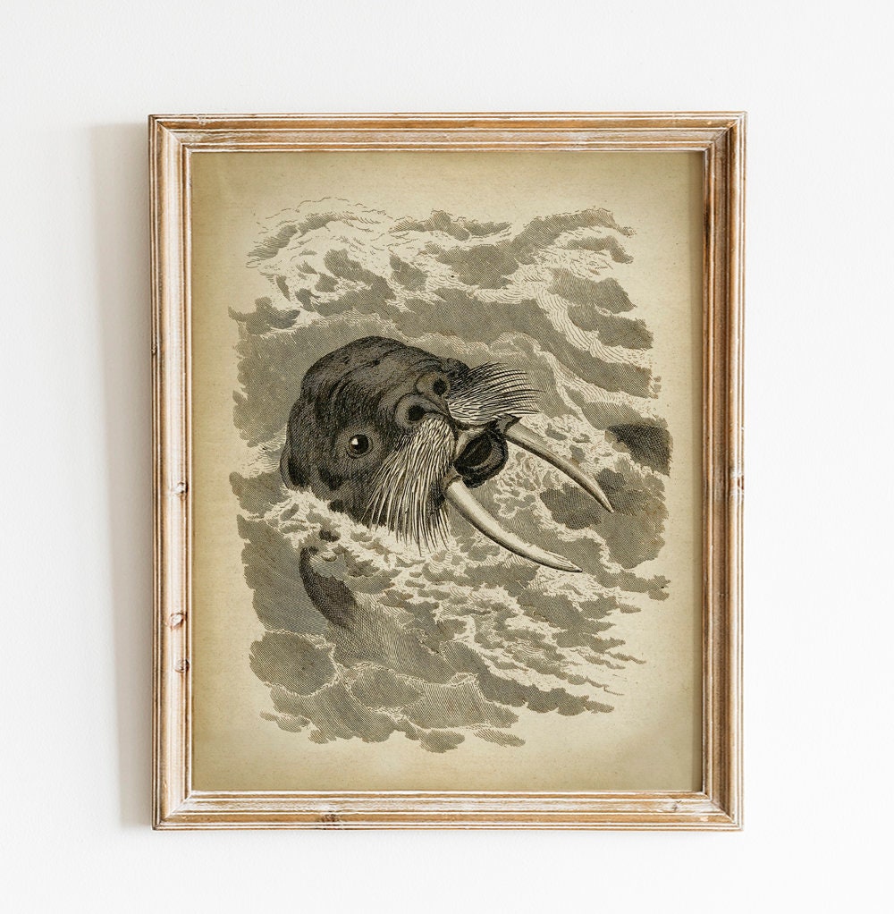 Printable Walrus Print, Vintage Art Illustration INSTANT