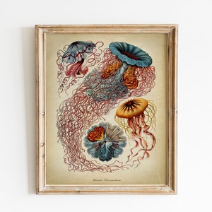 Jellyfish Print, PRINTABLE Vintage Art Illustration, Beach Home Wall Art, Haeckel Wall Decor, Antique Drawing, Marine Biology Naturalist