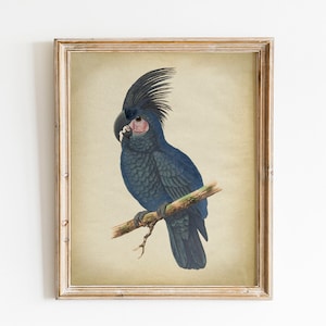 Printable Crested Parrot Print, Instant Download Vintage Art, Jungle Forest Bird, Multicolored Parrots, Fauna Illustration, Naturalist Art