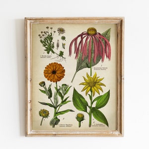 Impressão botânica, arte botânica vintage imprimível, ilustração de planta de flor de calêndula, imagem de gráfico botânico de plantas, ervas botânicas