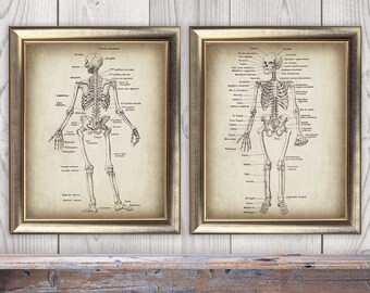 DOWNLOAD Anatomy Skeletons Print SET of 2 , Anatomical Black and White Drawing, Vintage Medical Art, Anatomy Instant Printable, Wall Art DIY