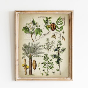 Botanischer Druck, DRUCKBARE Vintage botanische Kunst, Palme Blume Pflanze Illustration, Pflanzen botanisches Diagramm Bild, Botanik Kräuter