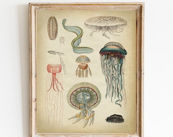 Printable Jellyfish Print, Vintage Art Illustration INSTANT DOWNLOAD, Marine Life, Nautical Poster, Beach Home Wall Art, Sea Life Wall Art