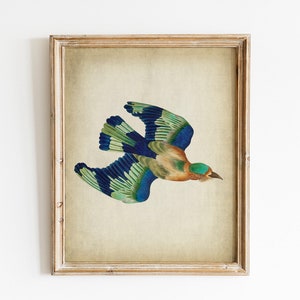 Blue Jay Bird Print, Printable Bird Digital Download, Bird Nature Art, Antique Bird Printable Wall Decor, Vintage Bird print image 2