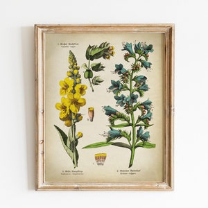 Impresión botánica, arte botánico vintage IMPRIMIBLE, ilustración de plantas medicinales naturales, imagen de gráfico botánico de plantas, paisaje botánico
