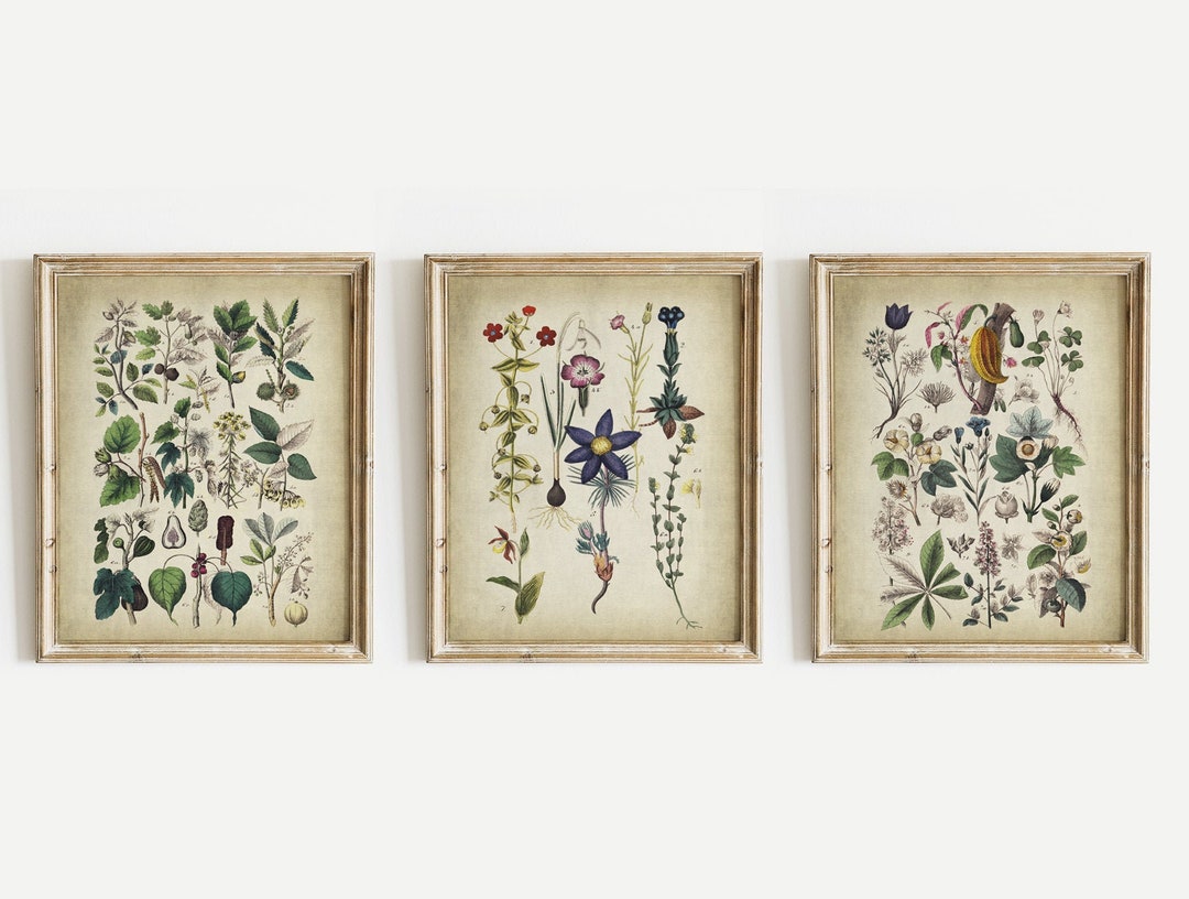 Vintage Botanical Print Set: Flowering Botany Wall Art (digital ...