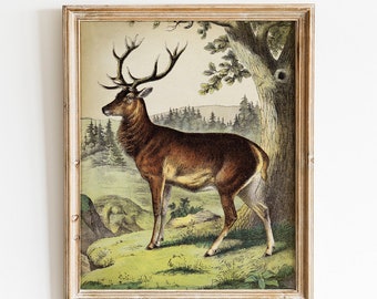 Reh Druck, druckbare Vintage Hirsch Kunst, Wald Wald Fauna Tier Illustration, antike Hirsch Wandkunst, Hirsch Malerei, Hirsch Zeichnung