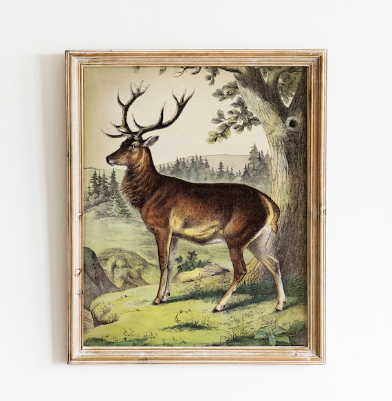 game birds farm animals wildlife animals print from my original pastel painting Red Deer Stag deer woodland British wildlife