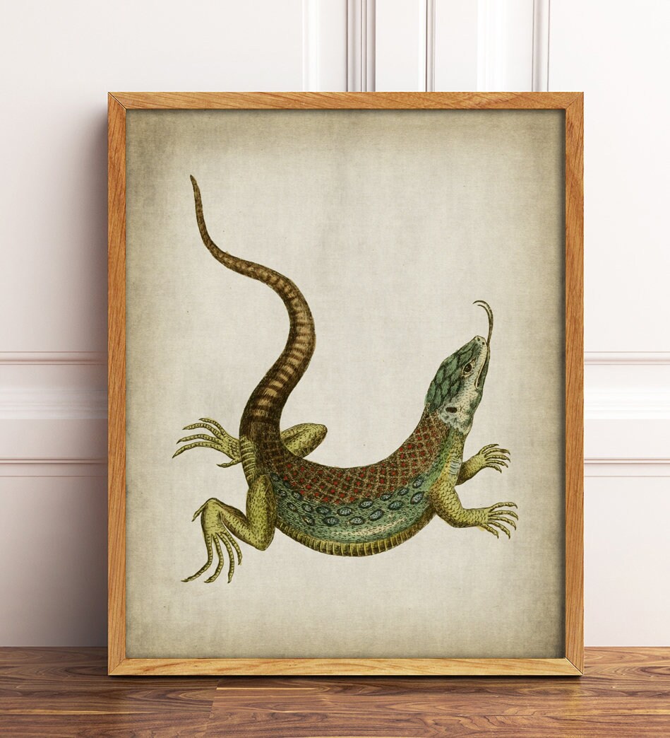 PRINTABLE LIZARD Print, Digital Download Antique Animal Image, Nature ...