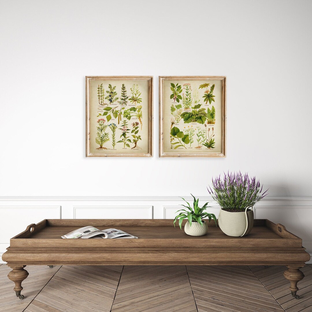 Vintage Botanical Print Set: Medicinal & Aromatic Plants (digital ...