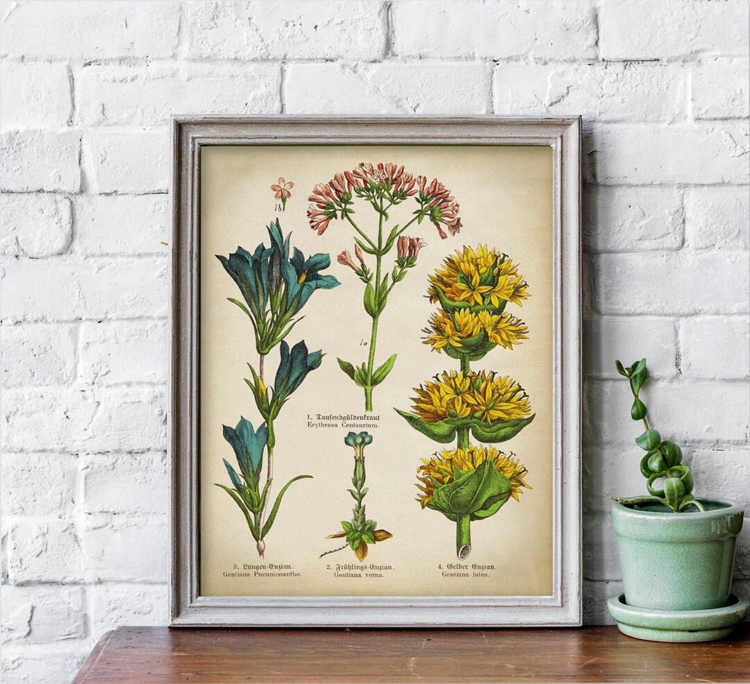 Botanic Chart Botanical Print, PRINTABLE Vintage Botanical Art Painting, Medicinal ...