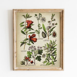 Impressão botânica, arte botânica vintage imprimível, ilustração de planta de flor de amendoeira, imagem de gráfico botânico de plantas, frutas florestais de botânica