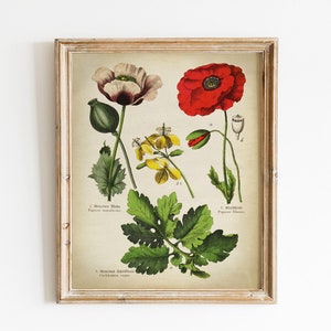Impressão botânica, arte botânica vintage imprimível, ilustração de plantas medicinais de papoulas, imagem de gráfico botânico de plantas, decoração de parede de botânica