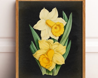 BOTANICAL print, Yellow Flower on black, Daffodil Botanical Art Illustration, Nature Art Download Printable Digital Image, Home Decor DIY