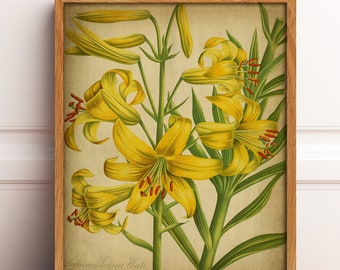 BOTANICAL print, Yellow Lily Flower Print, Hyacinths Art Illustration, Nature Botanical Download Printable Digital Image, Home Decor DIY