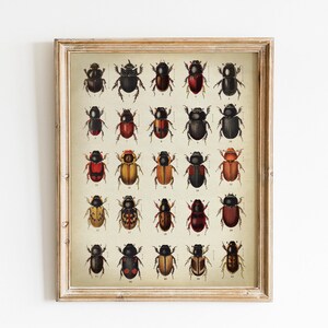 Beetles Print, PRINTABLE Vintage Art Illustration, Entomology Print Wall Art, Insect Print Wall Decor, Antique Insect Drawing, Naturalist