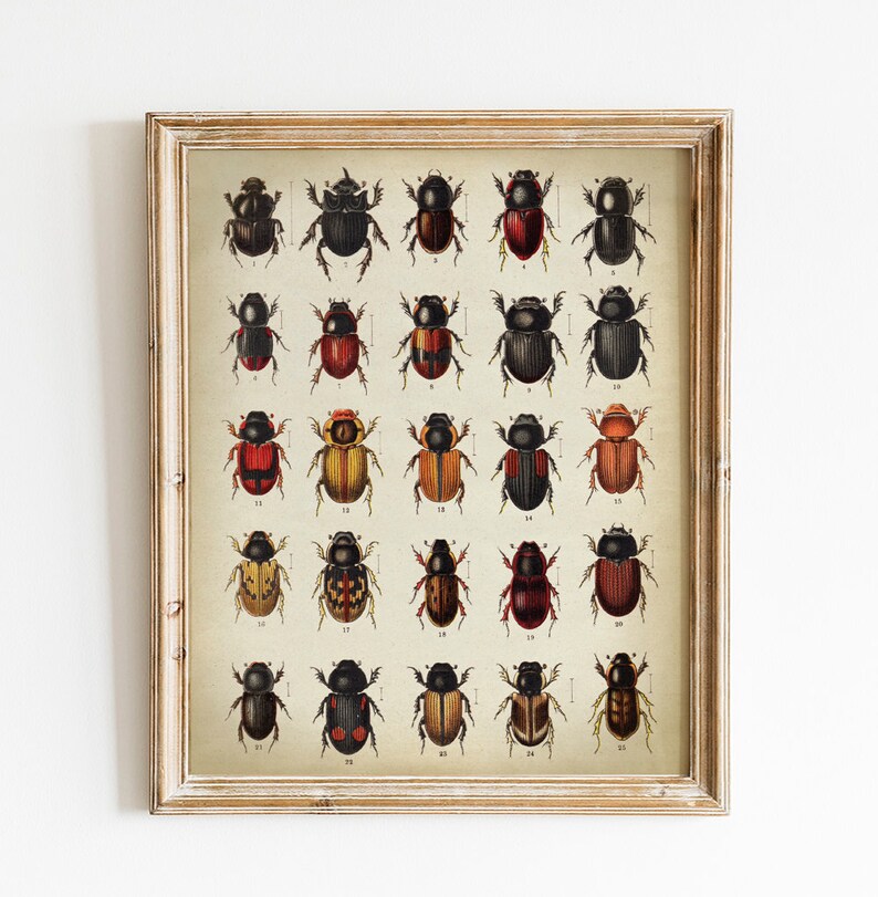 Beetles Print, PRINTABLE Vintage Art Illustration, Entomology Print ...
