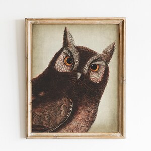 Owl Print, PRINTABLE Vintage Art, Close-up Bird Fauna Animal Illustration, Owl Face Print Naturalist Wall Art, Predator Big Bird Fauna