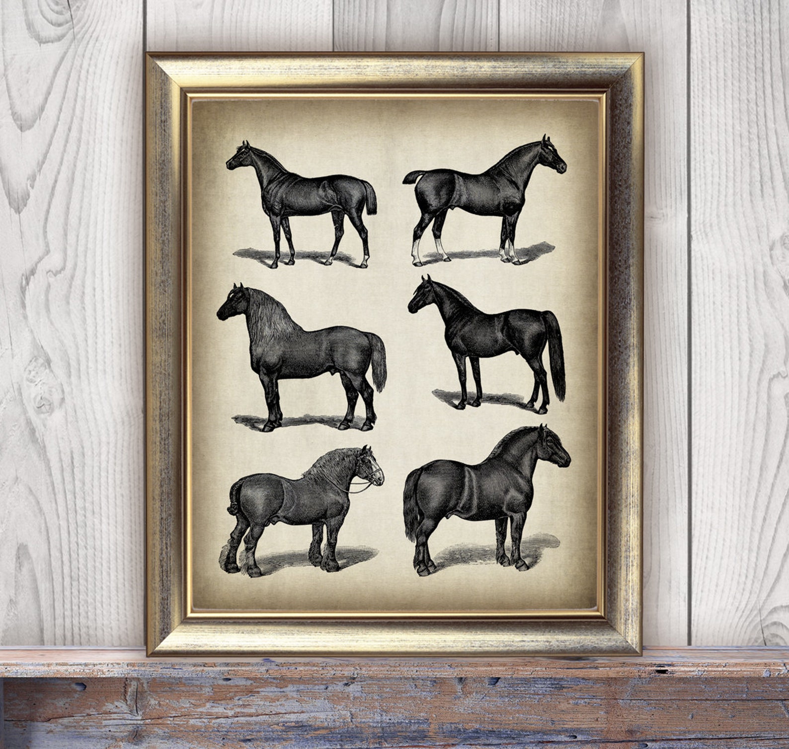 Horses Print Digital Printable Vintage Horse Breeds Drawing | Etsy