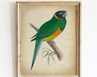 Printable Crested Parrot Print, Instant Download Vintage Art, Jungle Forest Bird, Multicolored Parrots, Fauna Illustration, Naturalist Art