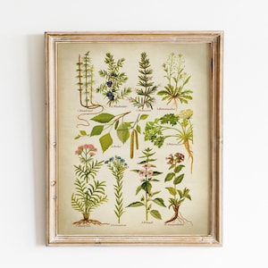 Botanischer Druck, DRUCKBARE Vintage botanische Kunst, aromatische und medizinische Pflanzen Illustration, Pflanzen botanisches Diagramm, Kräutertee, GreenHerbs