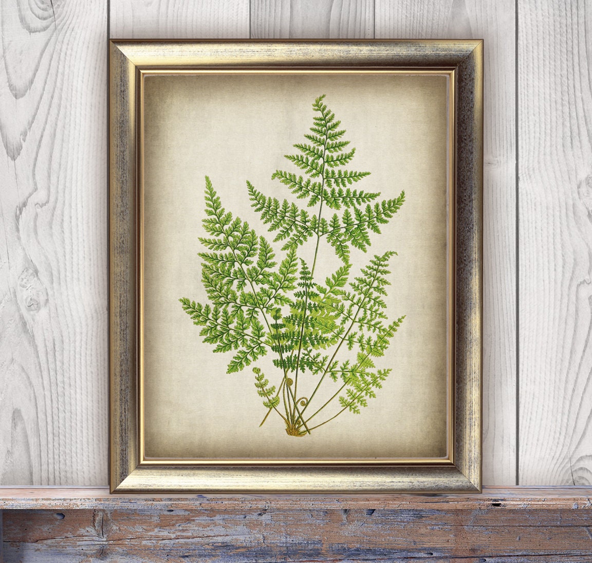 DOWNLOAD Botanical Fern Print SET of 6 Printable Print, Botanical Art ...